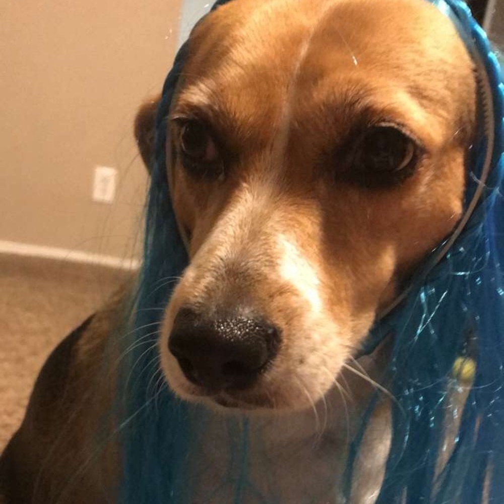 Meet your Posher, Emma